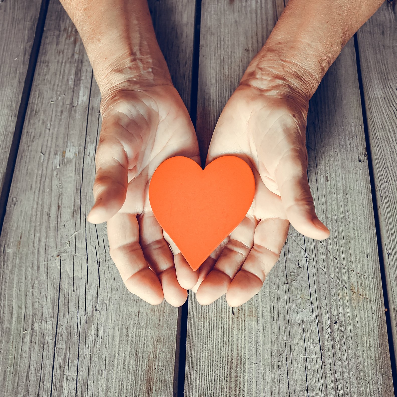 Elderly woman hands closeup holding red heart.